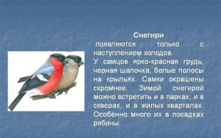 День птиц День птиц.