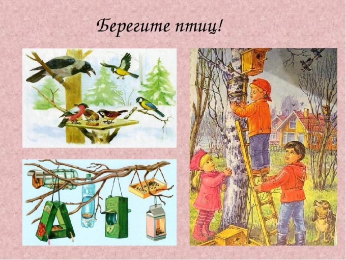 Советы по кормлению птиц летом. Советы по кормлению птиц летом.