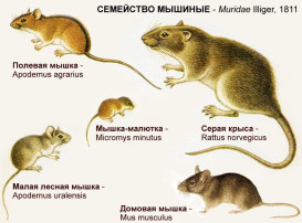 Беседа с детьми о жизнедеятельности грызунов, их вреде для человека Беседа с детьми о жизнедеятельности грызунов, их вреде для человека.